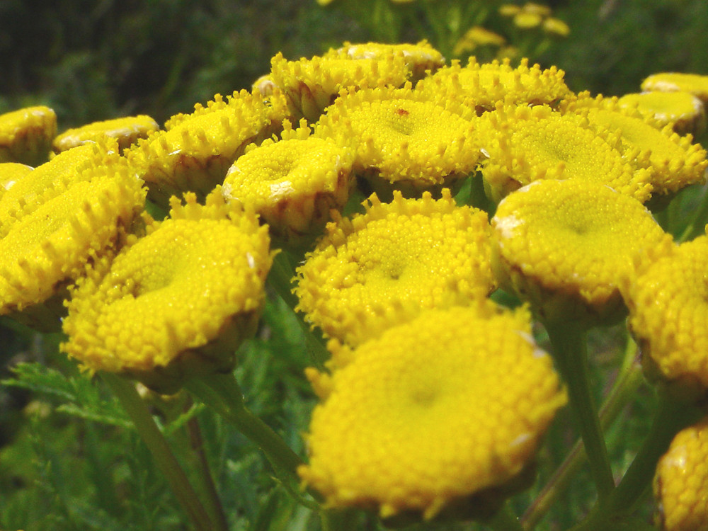 common tansy, bitter buttons,cow bitter, golden buttons